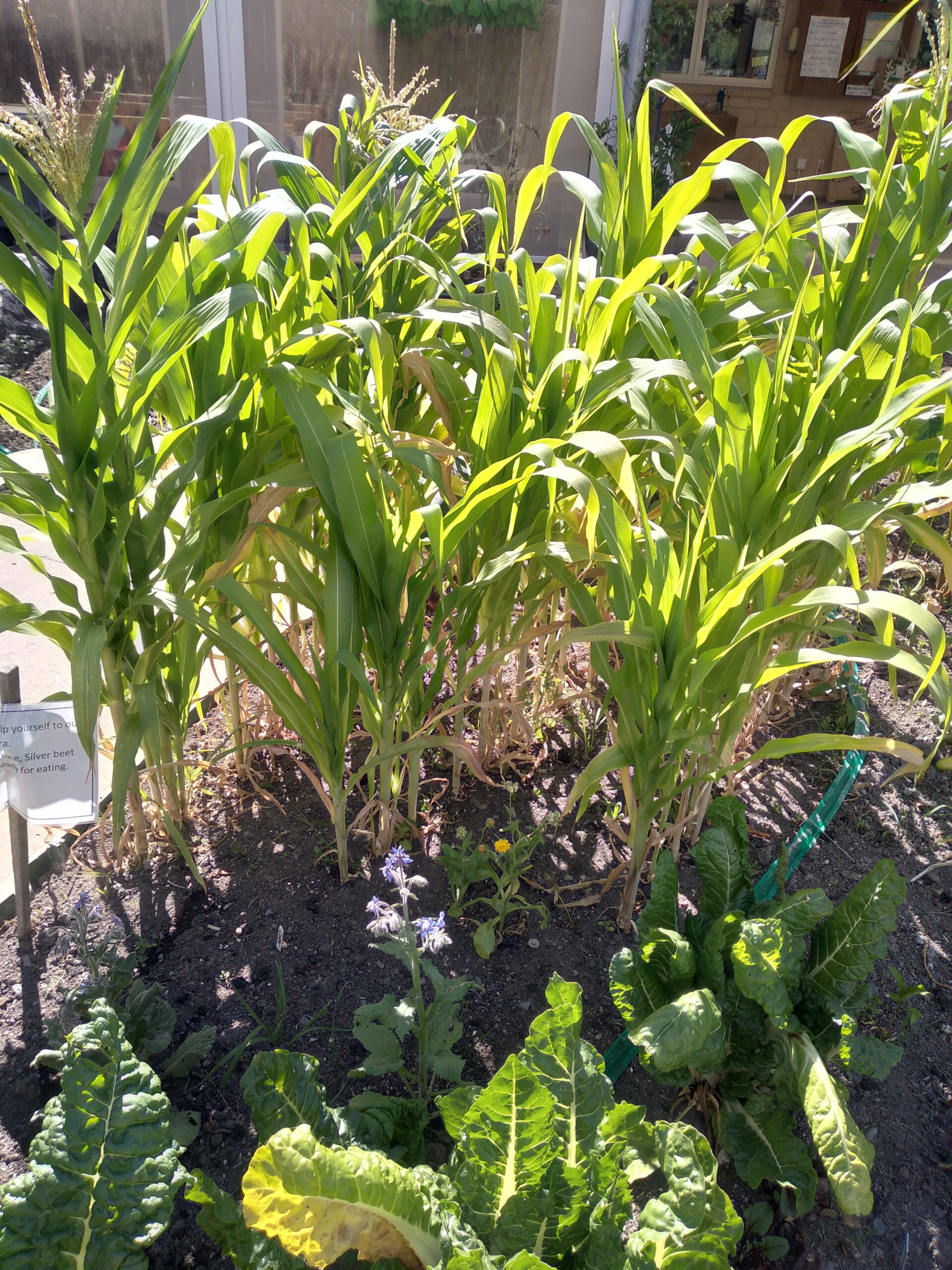 Enviroschools Grounded in māra kai experiences