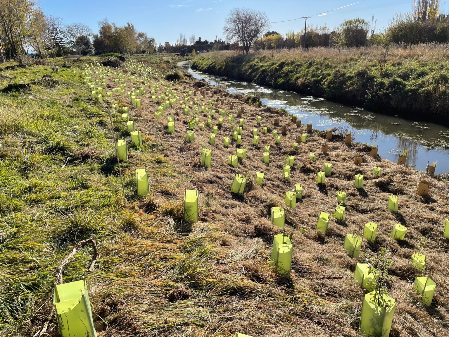 Enviroschools | Tai Tapu School celebrates a decade of planting along ...